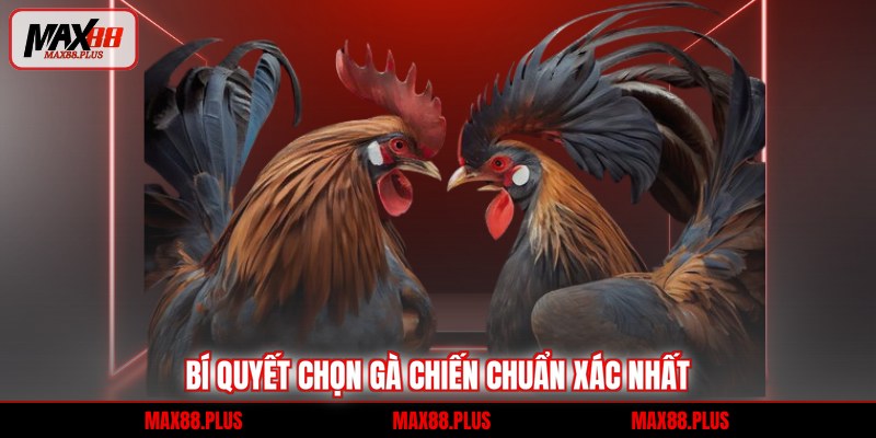 Bí quyết chọn gà chiến chuẩn xác nhất