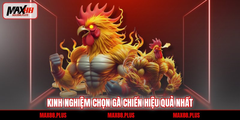 Kinh nghiệm chọn gà chiến hiệu quả nhất