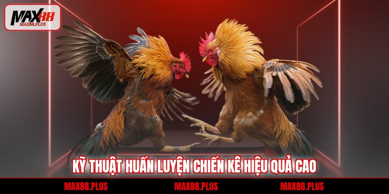 Kỹ thuật huấn luyện chiến kê hiệu quả cao