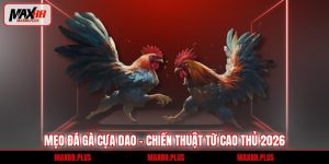 Mẹo đá gà cựa dao