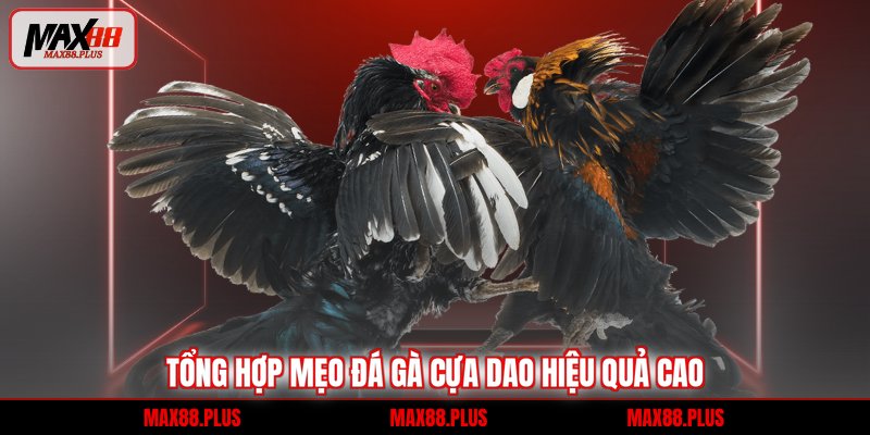 Tổng hợp mẹo đá gà cựa dao hiệu quả cao